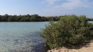 مانجروف